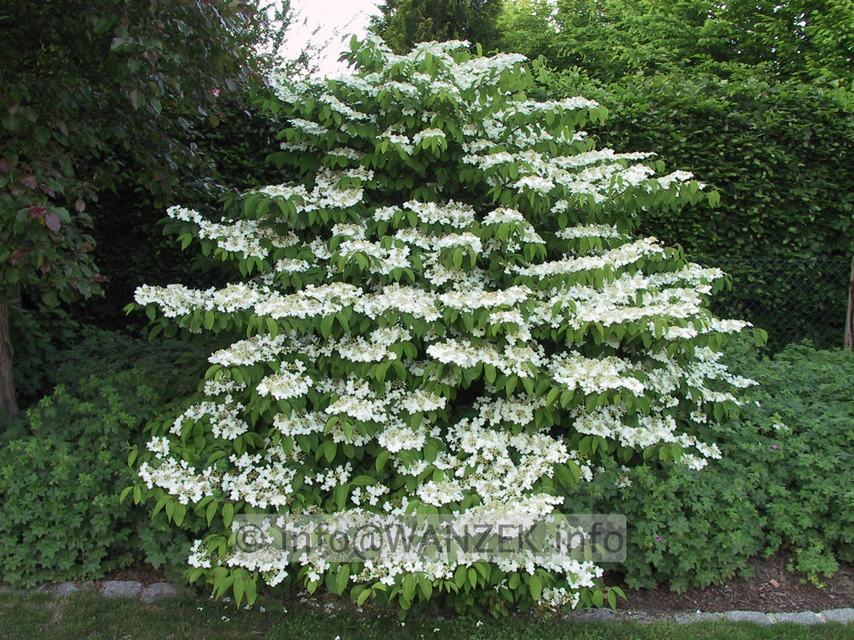 Viburnum plicatum Mariesii 06.JPG